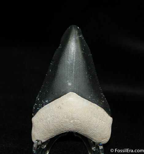 Bone Valley Megalodon Tooth #526